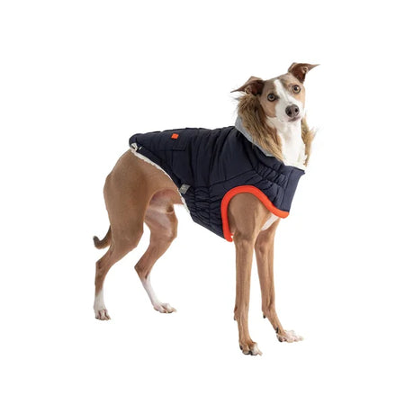 Dog wearing a black puffer jacket with orange trim on a white background