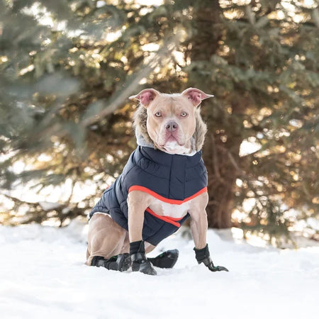 Dog wearing a winter coat in a snowy forest