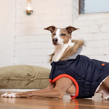 Dog wearing a blue puffer coat with orange trim indoors.