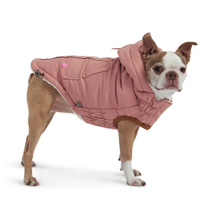 Dog wearing a pink coat on a white background