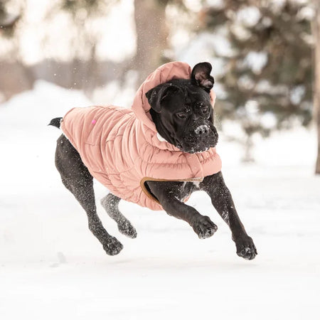 Dog running in the snow wearing a pink winter coat