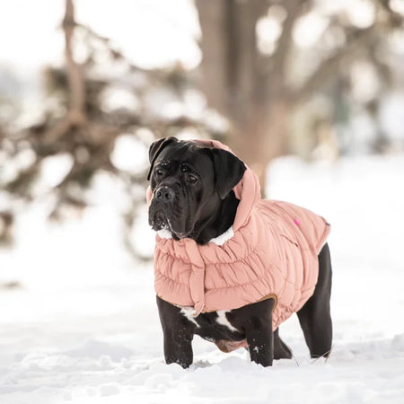 Dog wearing a pink coat standing in the snow with blurred trees in the background