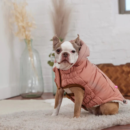 Dog wearing a pink coat sitting on a carpeted floor with a neutral background