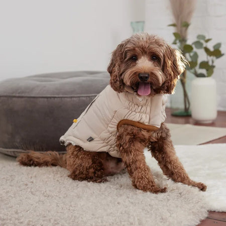 Dog wearing a white puffer jacket sitting on a carpeted floor.