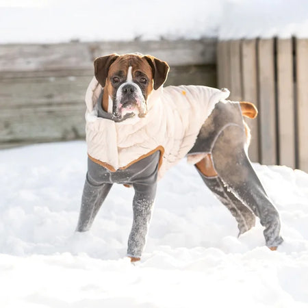 Dog wearing a winter coat standing in the snow