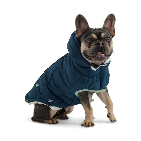 Dog wearing a blue coat on a white background