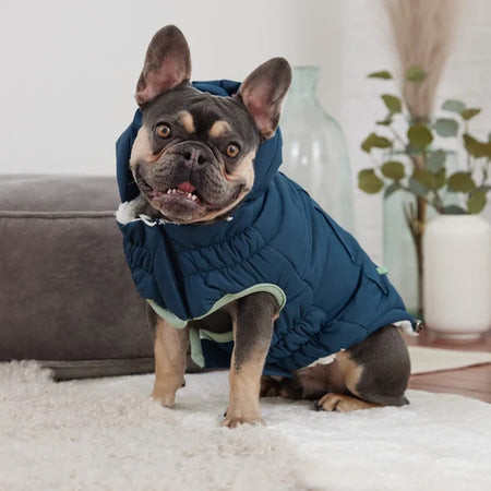 Dog wearing a blue puffer coat indoors with a neutral background