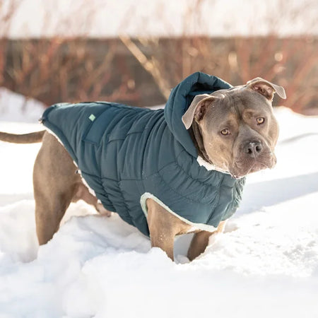 Dog wearing a green winter coat standing in the snow