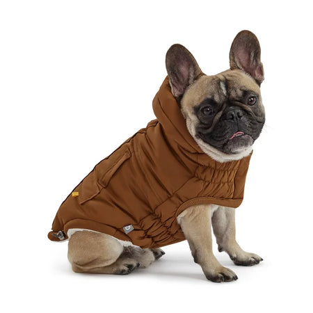 Dog wearing a brown coat on a white background