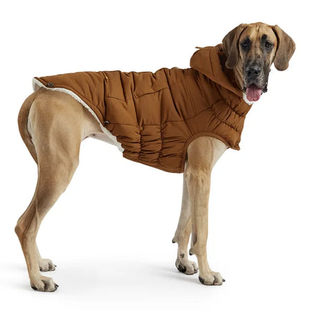 Dog wearing a brown puffer coat on a white background