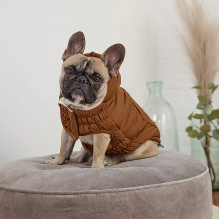 Dog wearing a brown puffer coat sitting on a gray ottoman with a neutral background