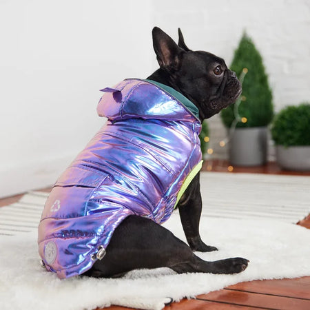 Dog wearing a colorful iridescent coat on a white rug with a light background