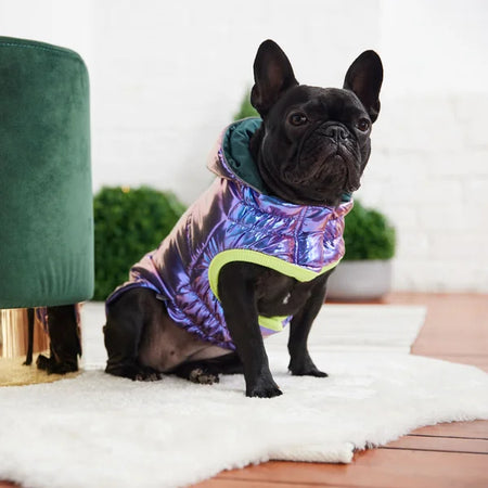 Black dog wearing a colorful jacket on a white rug