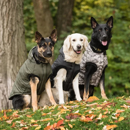 Three dogs wearing coats sitting on a grassy area with trees in the background