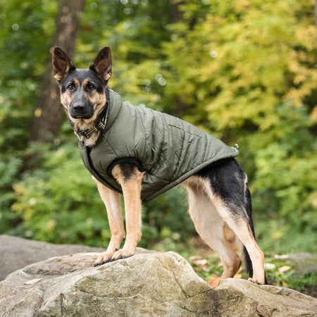 Dog wearing a green jacket standing on a rock with a forest background