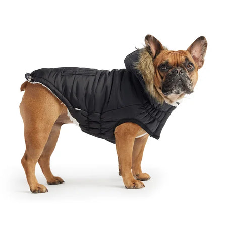 Dog wearing a black puffer coat on a white background