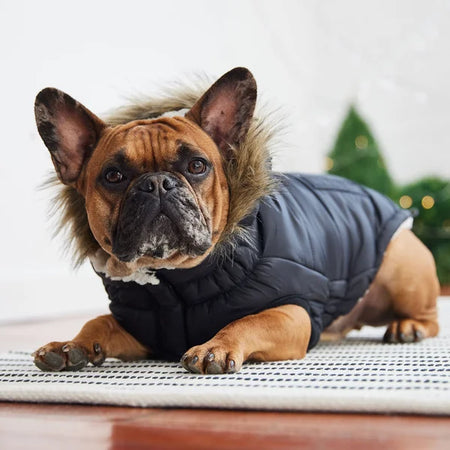 Dog wearing a small puffer coat with a Christmas tree in the background