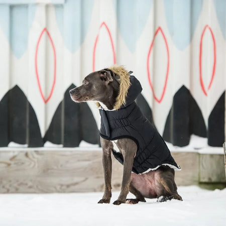 Dog wearing a black puffer coat with fur lining in the snow