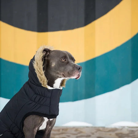 Dog wearing a black coat with a striped background