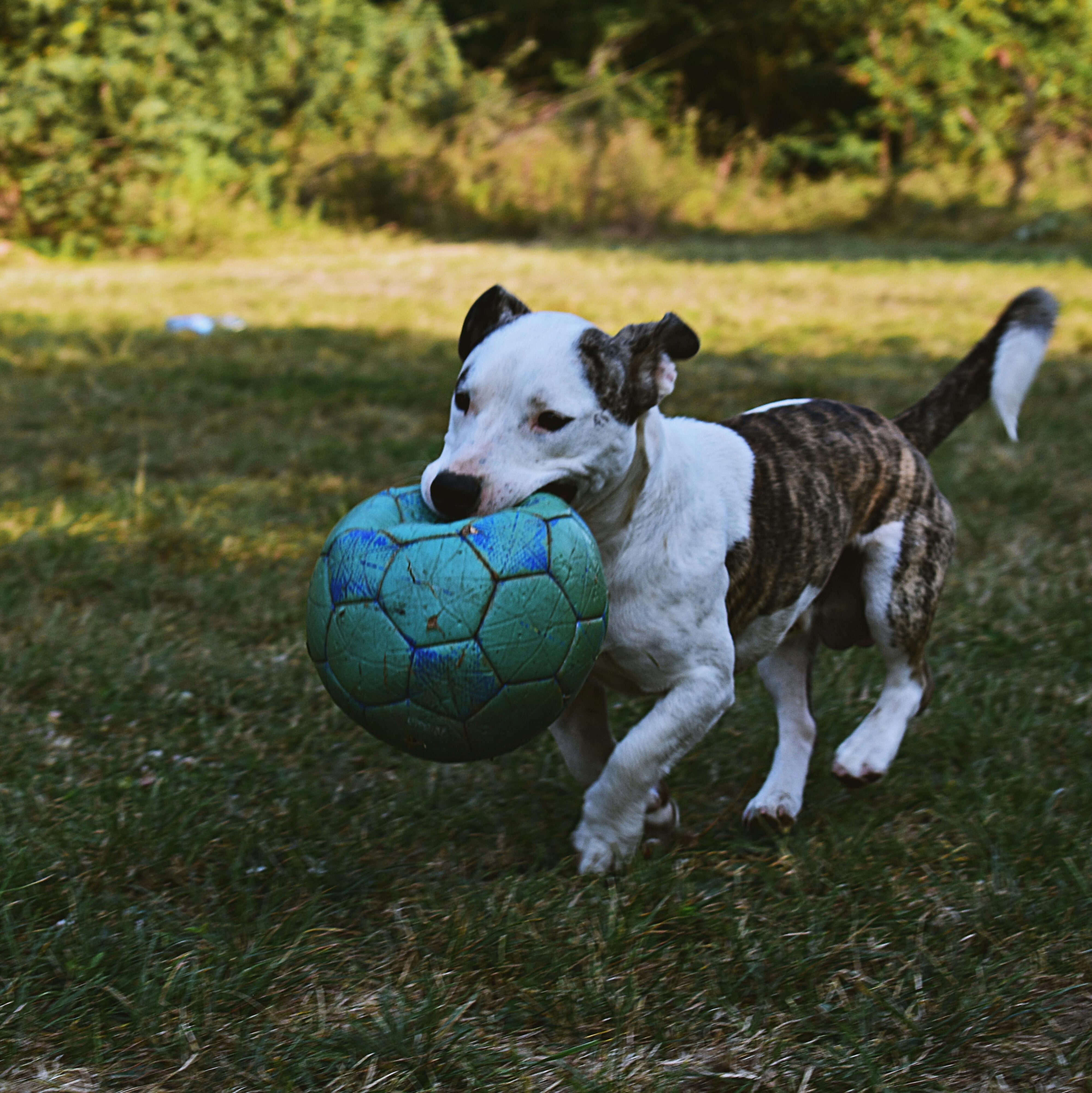 dog enjoying summer fun playing with ball outside