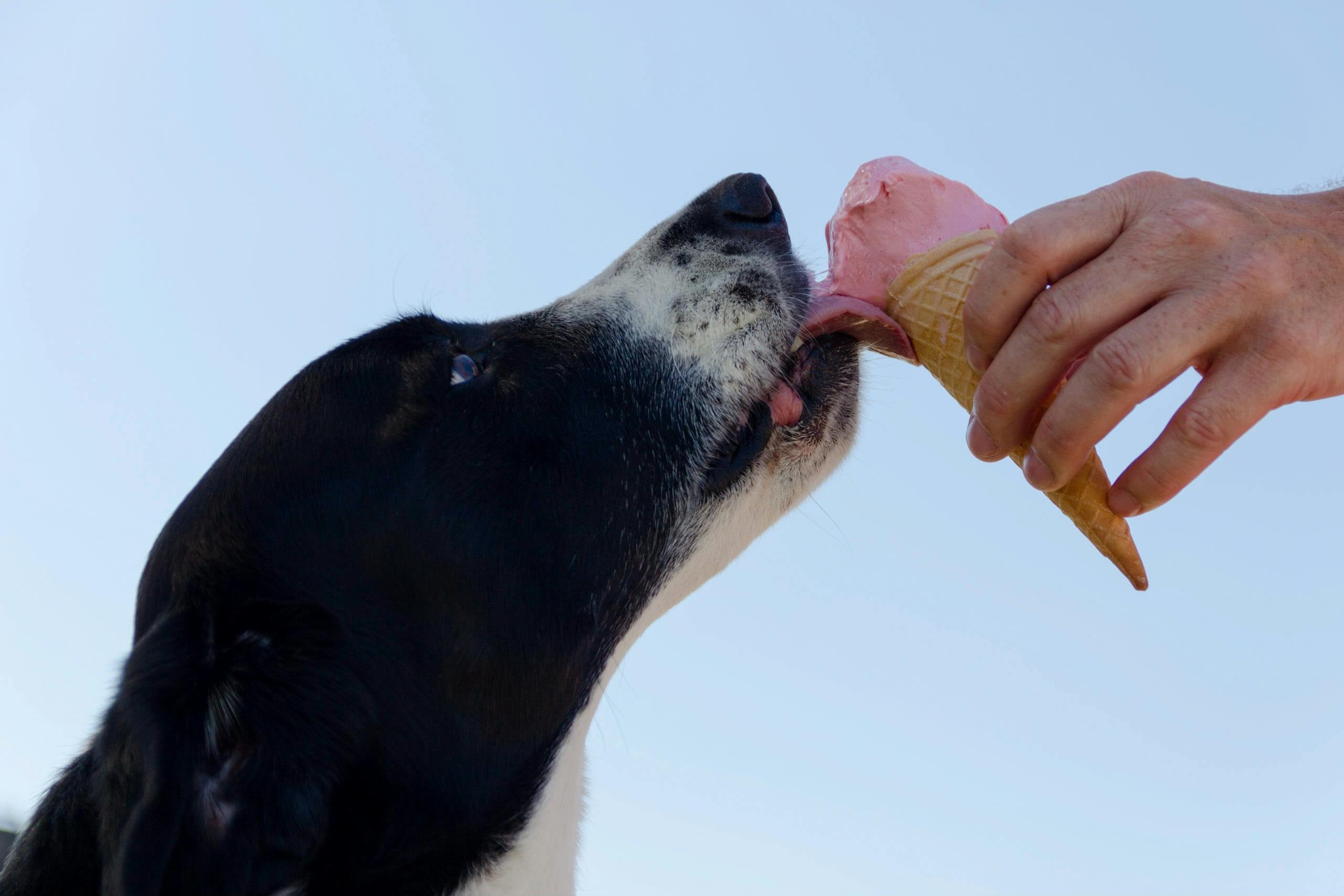 dog enjoying dog safe ice cream