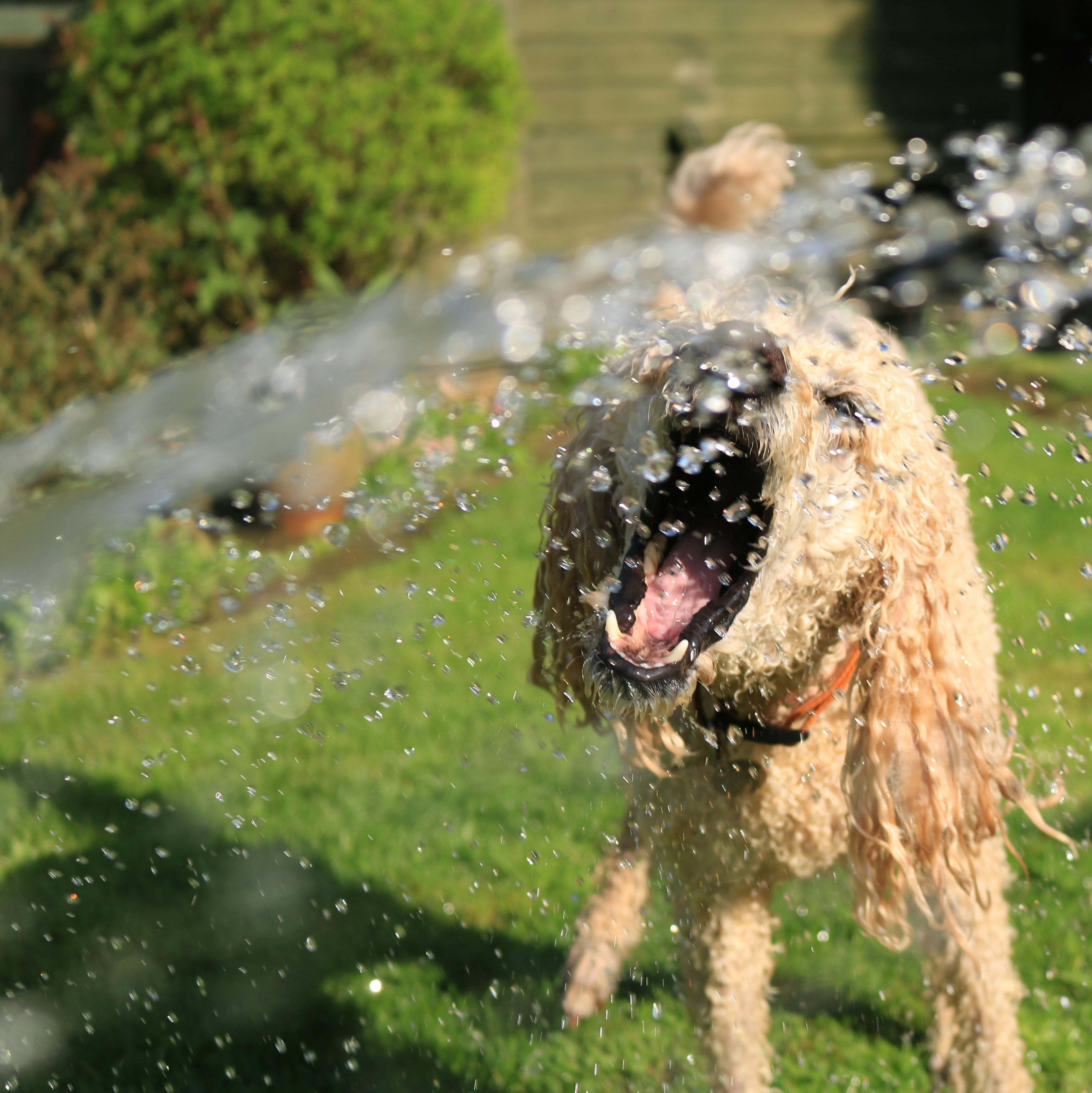 dog enjoying summer water fun