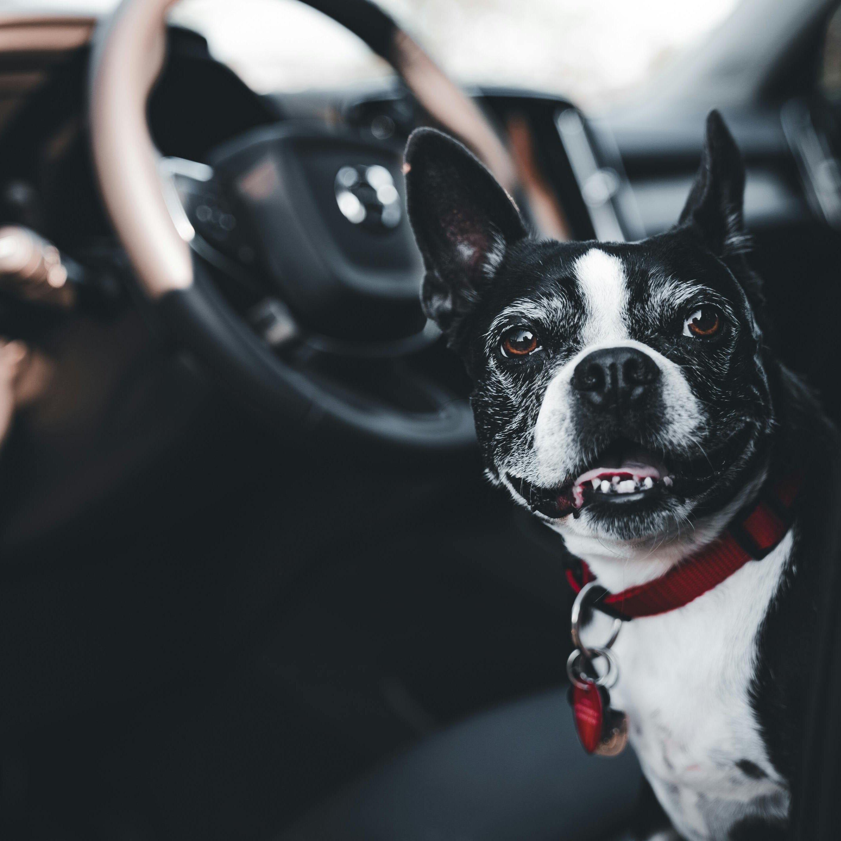 dog inside a car about to travel