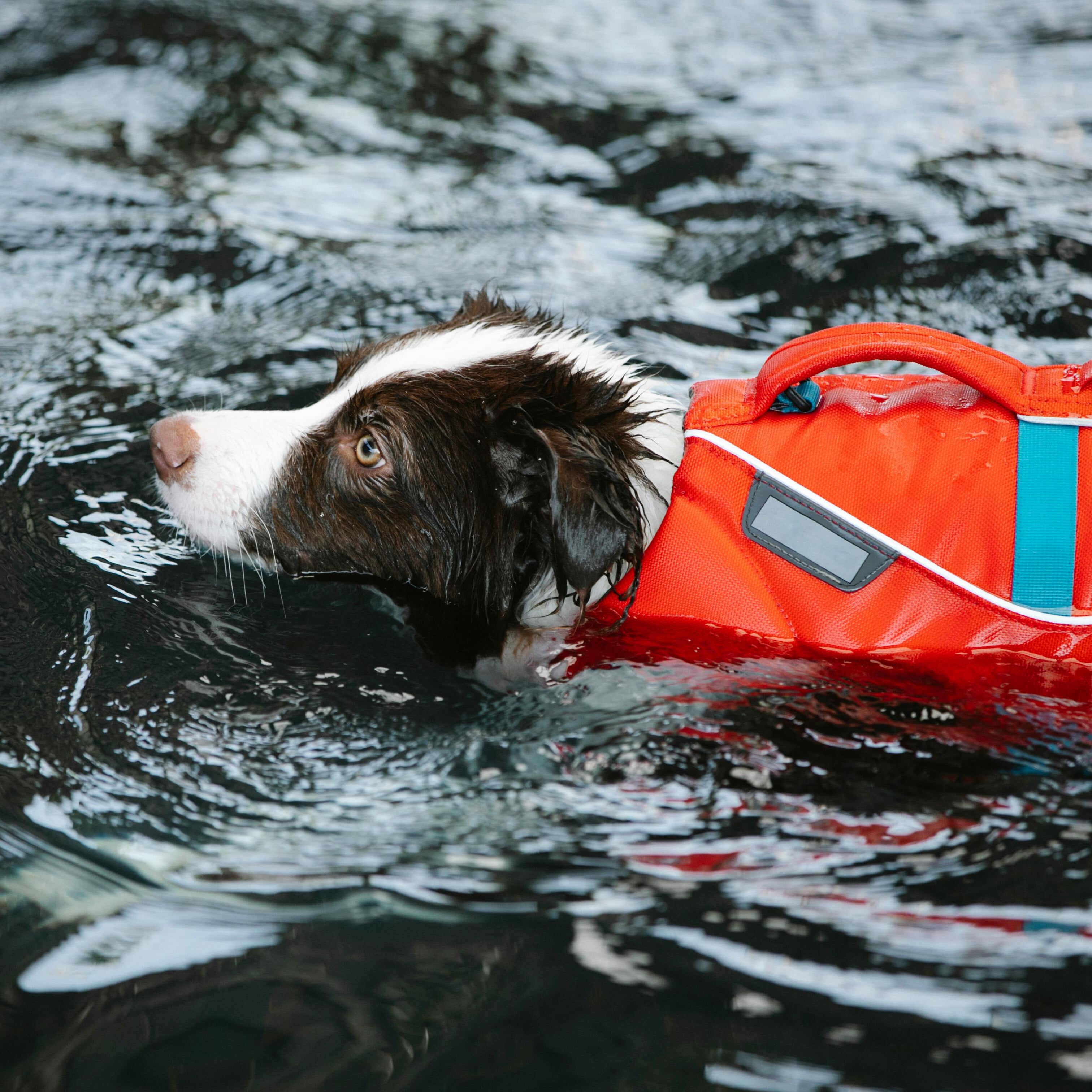 dog in life jacket enjoying the water