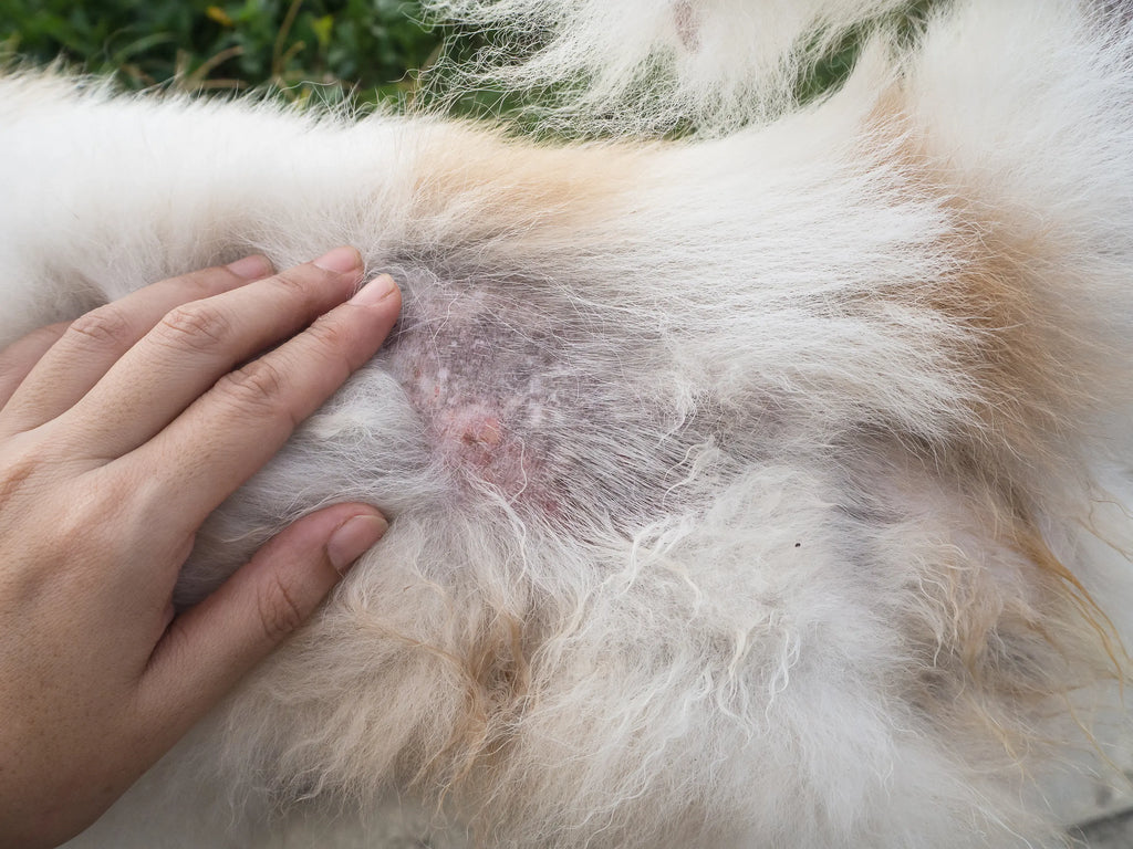🐾 August is Hair Loss Awareness Month