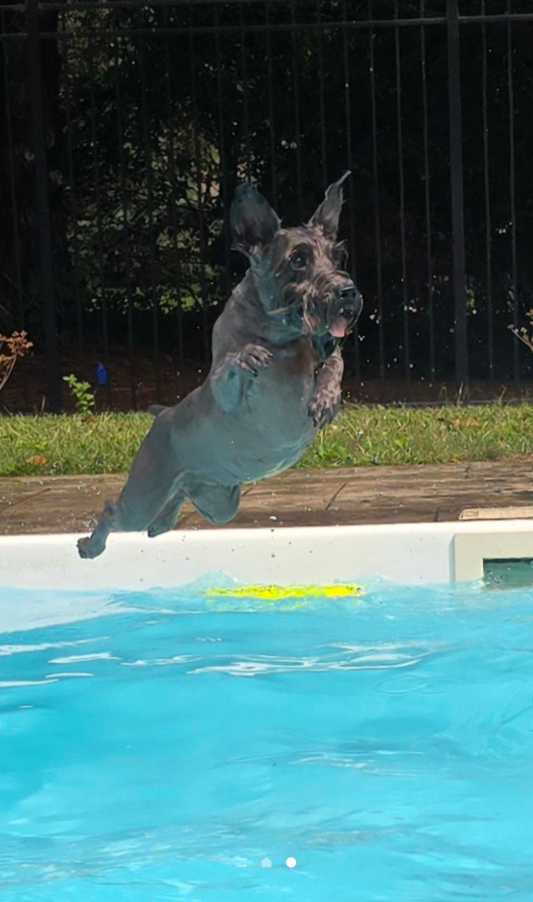 🏊‍♂️ Pet Obesity Awareness Day – October 8