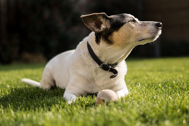 🐾 May 1 – Loyalty Day