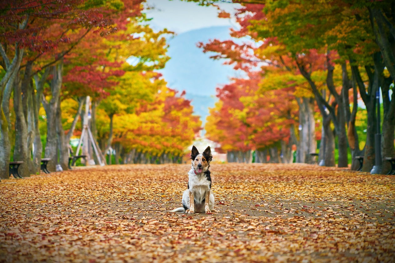 dog among leaves