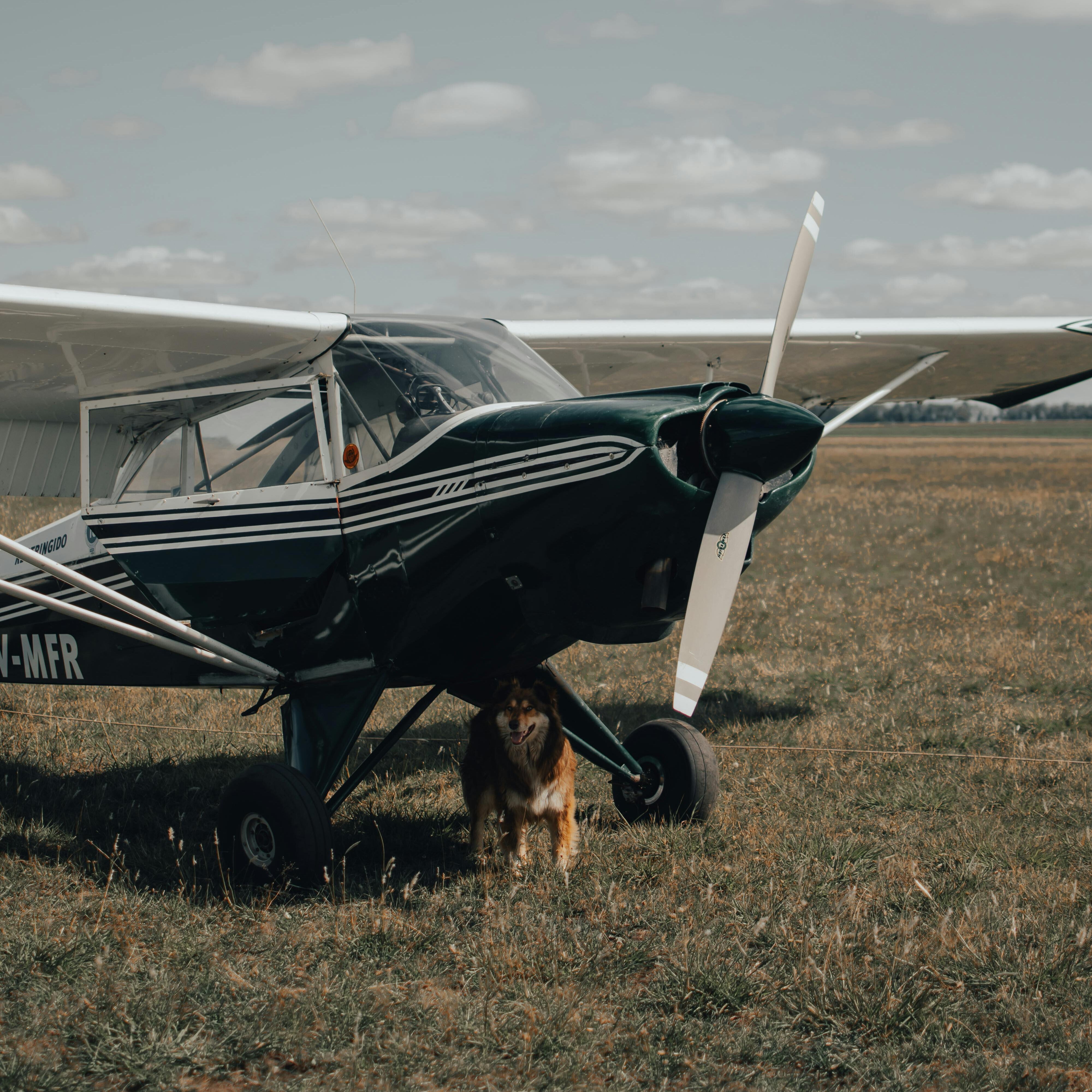 dog standing next to single engine airplane