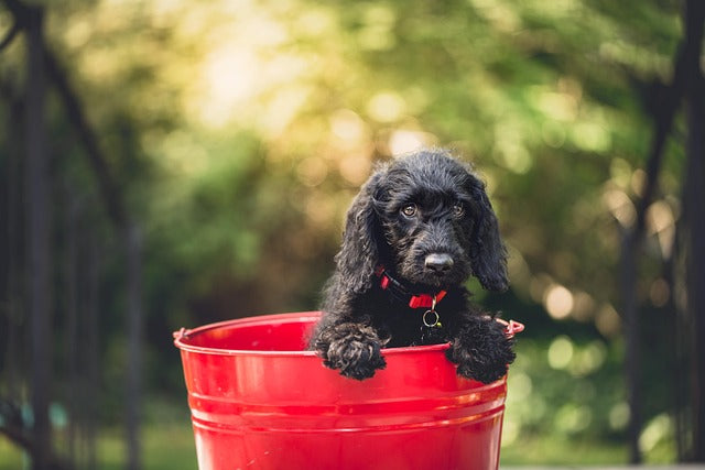 🖤🐾 October 1 – Black Dog Day & Fire Pup Day