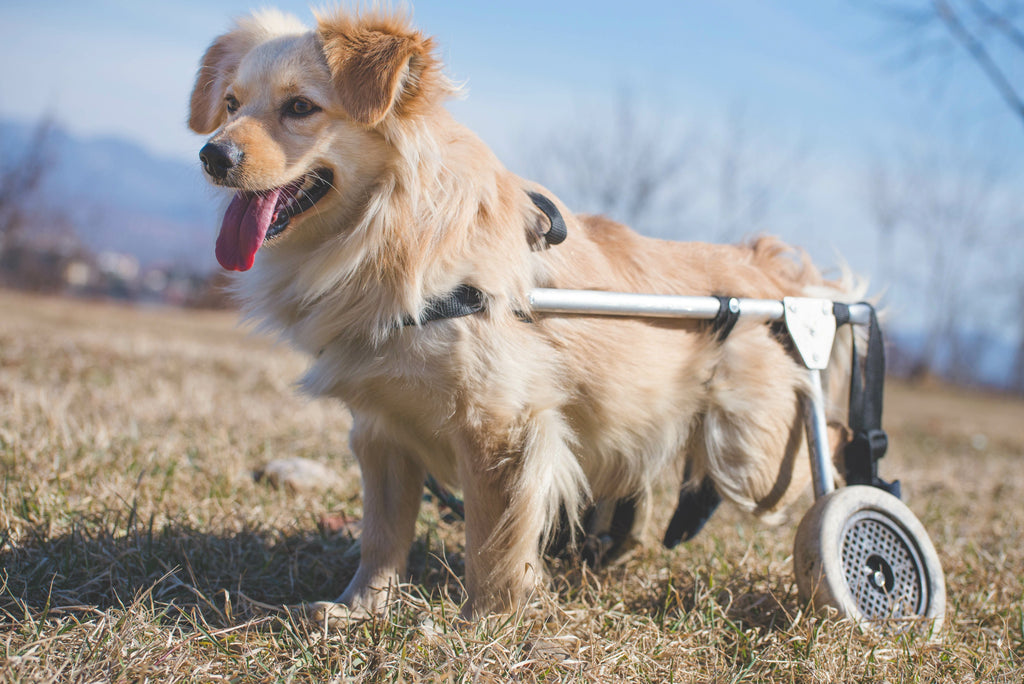 Celebrating Specially Abled Pets Day: Honoring the Strength and Spirit of Dogs with Special Needs