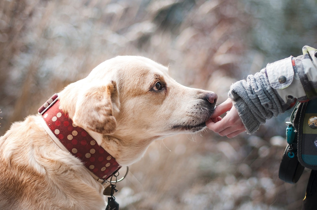 make a dog's day