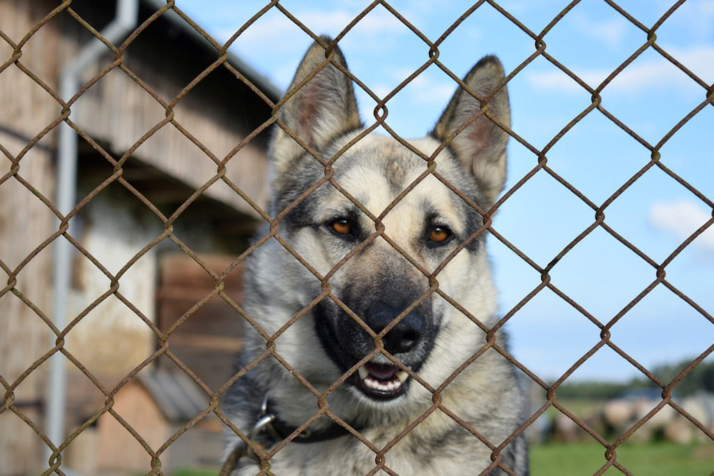 Should You Adopt a Shelter Dog or Buy from a Breeder? A Guide to Making the Best Choice