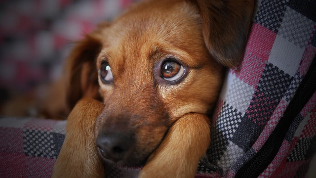 🐾 Puppy Mill Awareness Day & Responsible Dog Ownership Day – September 20