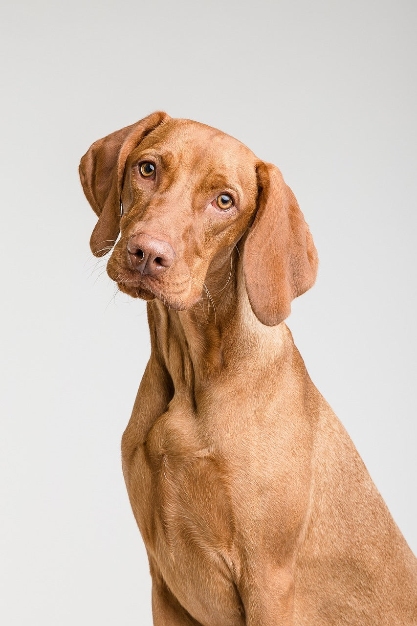 red colored dog with his head tilted