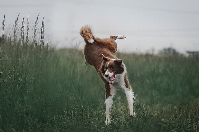 🐾 National Dog Day – August 26