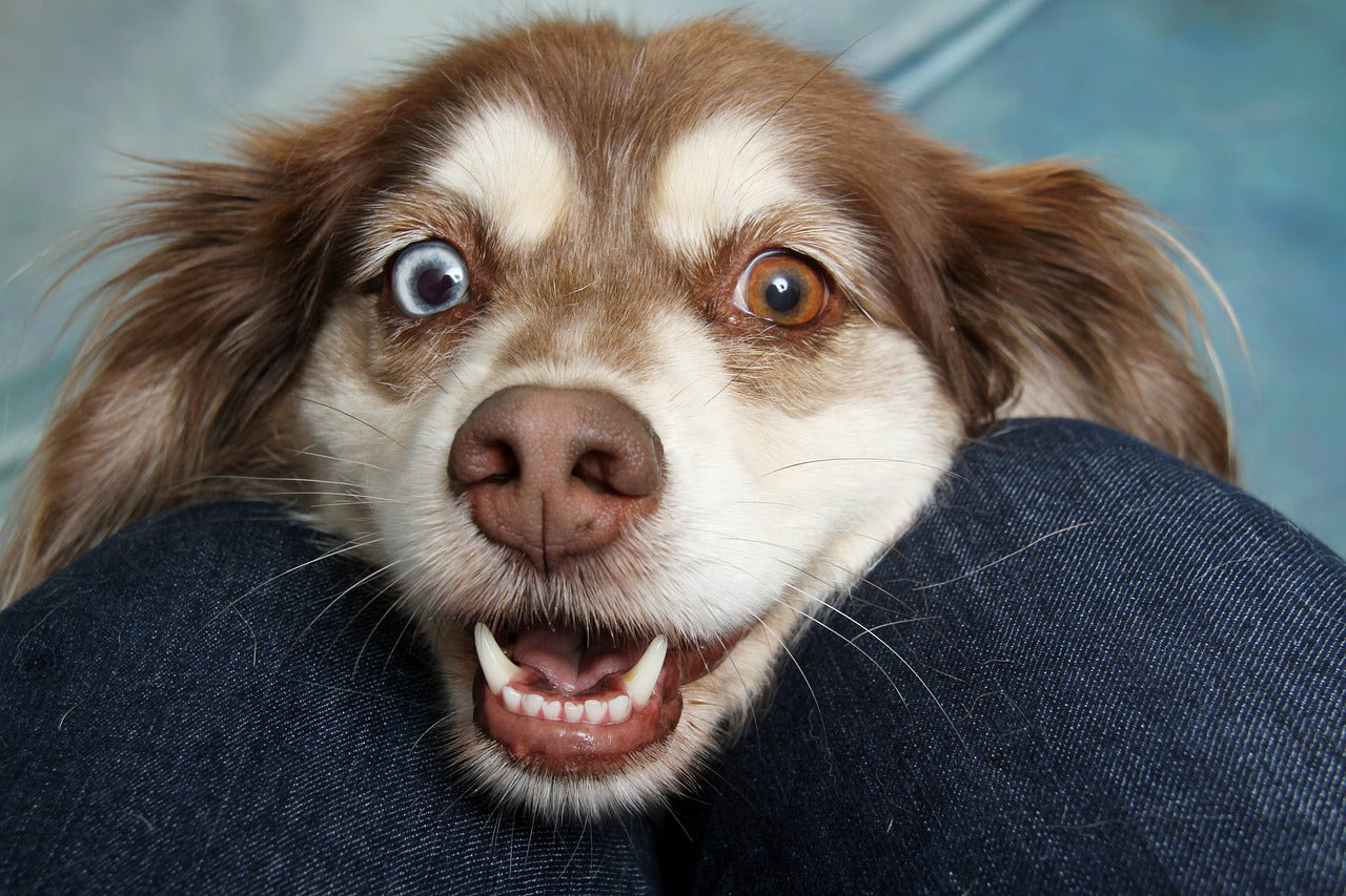 dog with one blue eye and one brown eye staring at human between human's knees