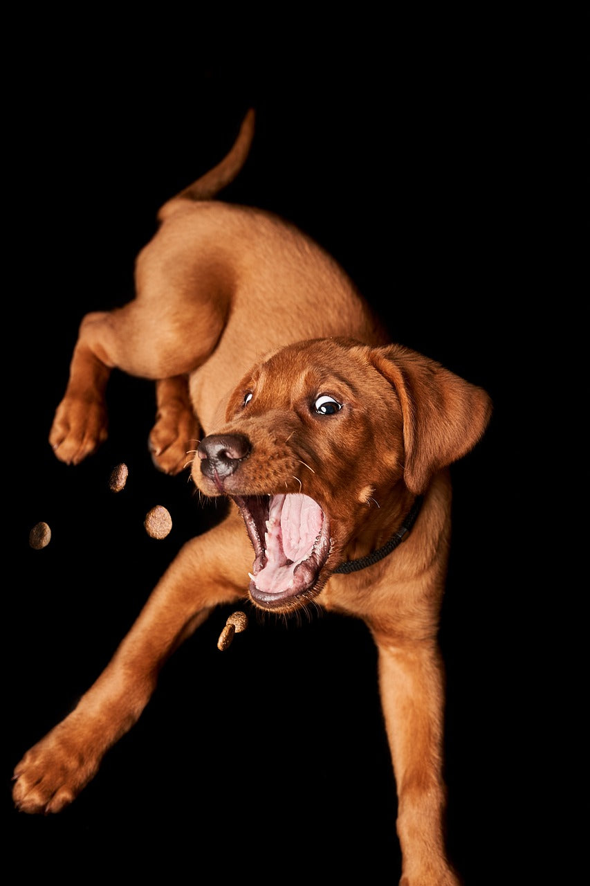 Different Types of Dog Treats and How to Choose the Best One for Your Dog
