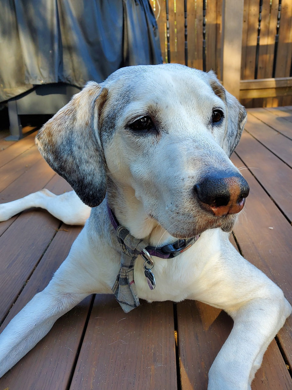 Considerations for Adopting a Senior Dog: A Guide to Welcoming an Older Companion