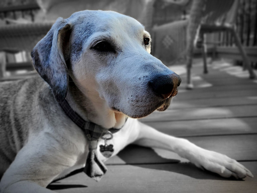 November is Adopt a Senior Pet Month: Why Senior Dogs Make the Best Companions