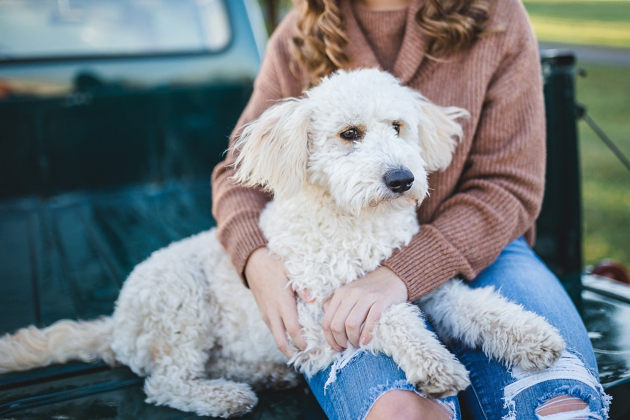 Celebrating Cuddle Up Day: Cozy Moments with Your Dog