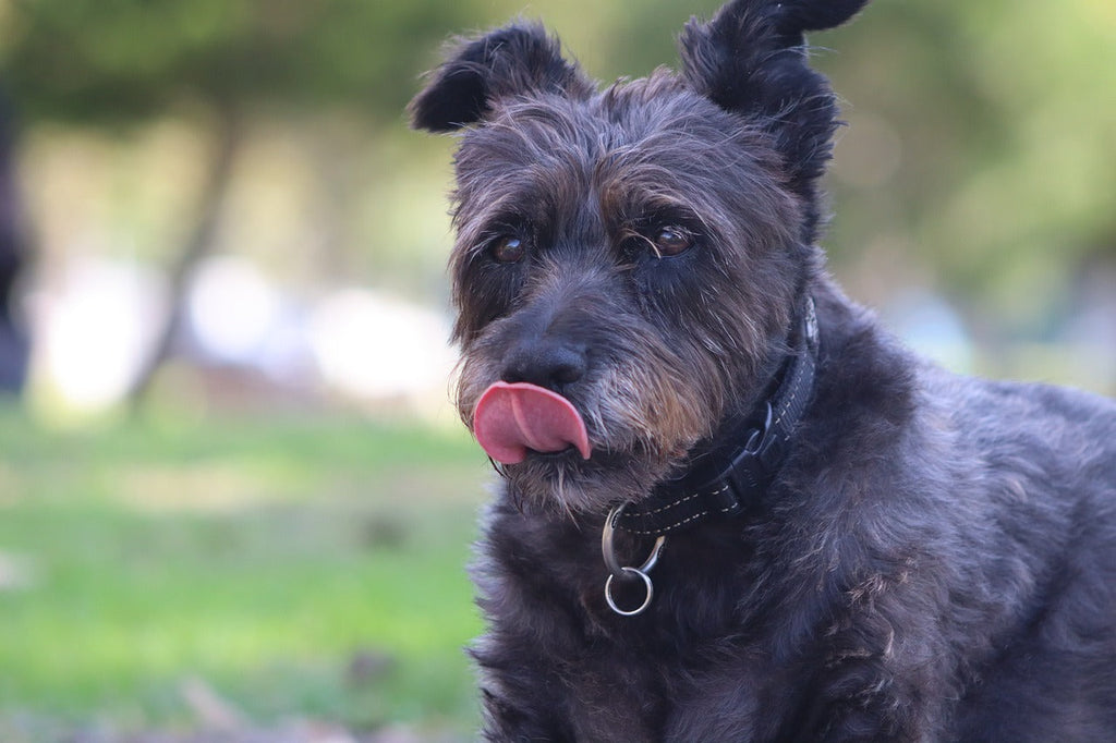 Celebrating National Mutt Day: Honoring Our One-of-a-Kind Canine Companions