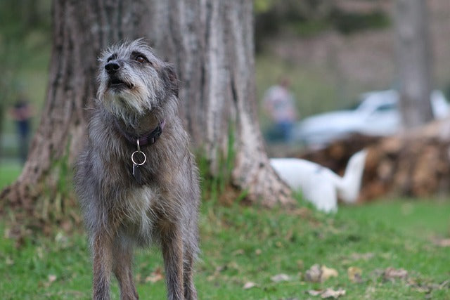 🐾 National Mutt Day – July 31