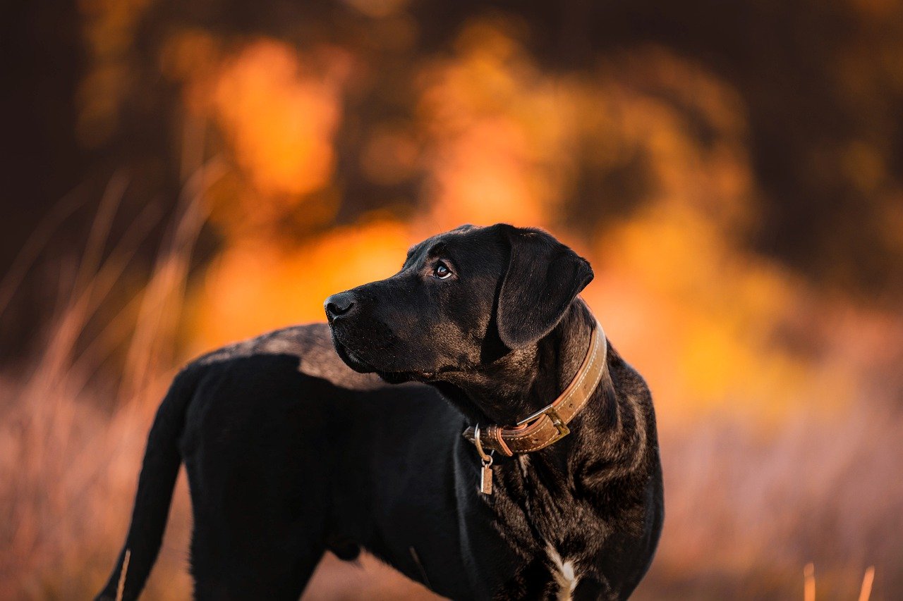 black fire dog 