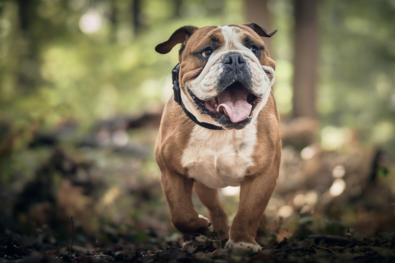 english bulldog enjoying a stroll in the woods