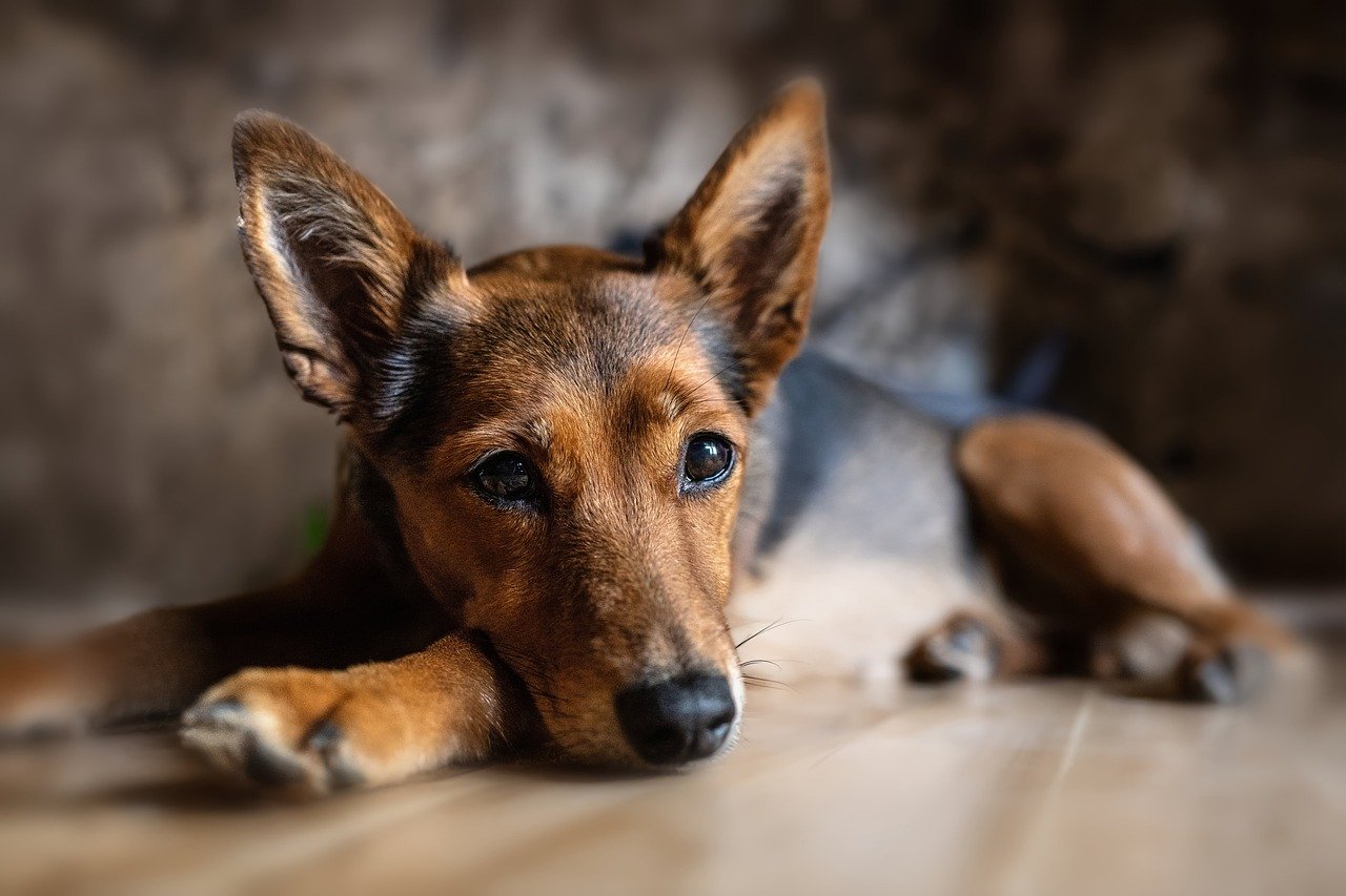 forlorn looking dog